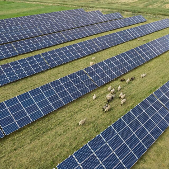 aerial shot of solar panel field with group of sheep