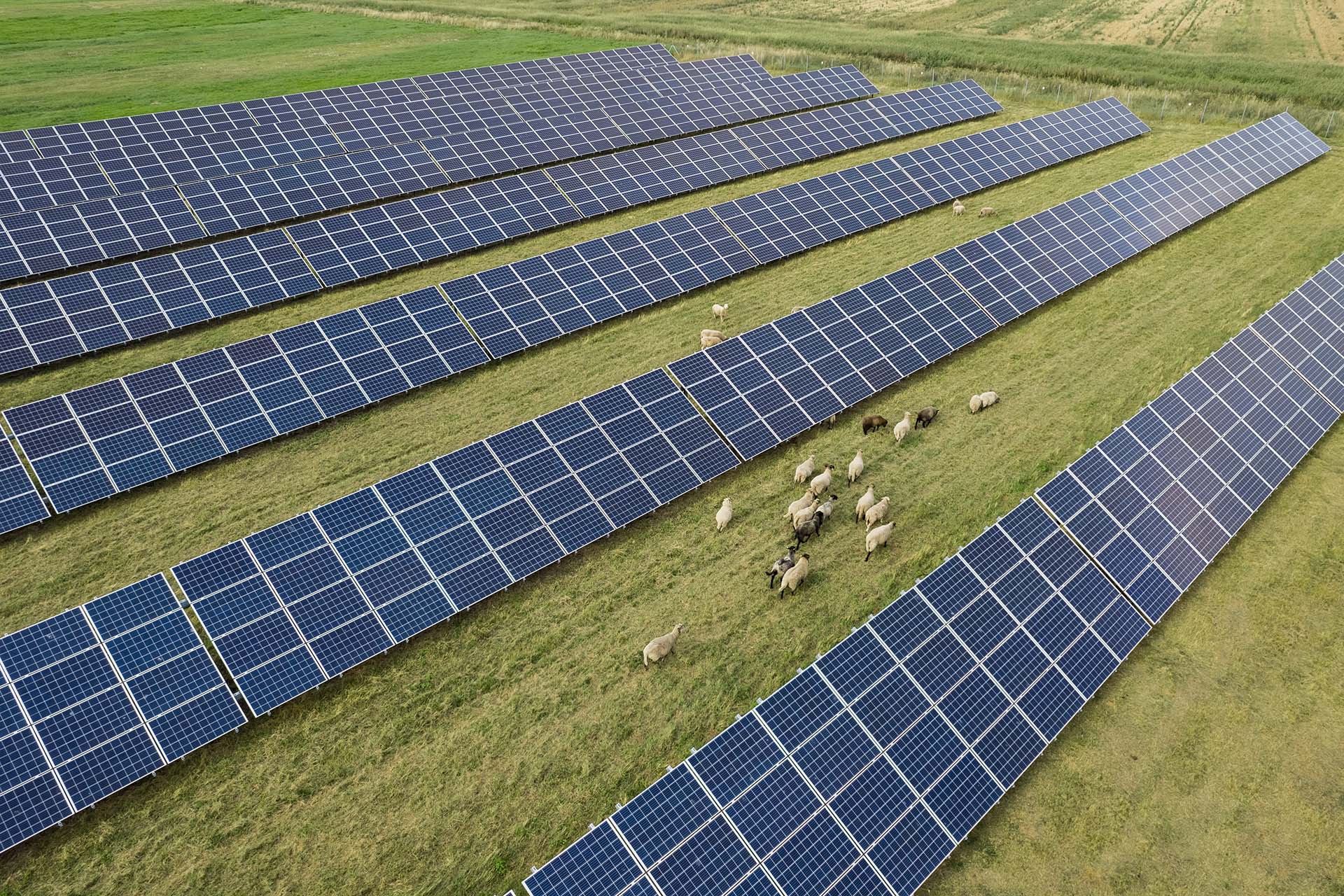 aerial shot of solar panel field with group of sheep